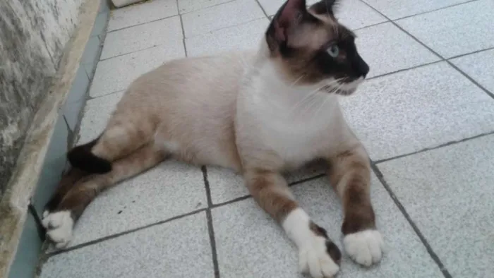 Gato ra a Mestiço siamês  idade 7 a 11 meses nome Stalone