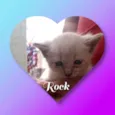 Rock