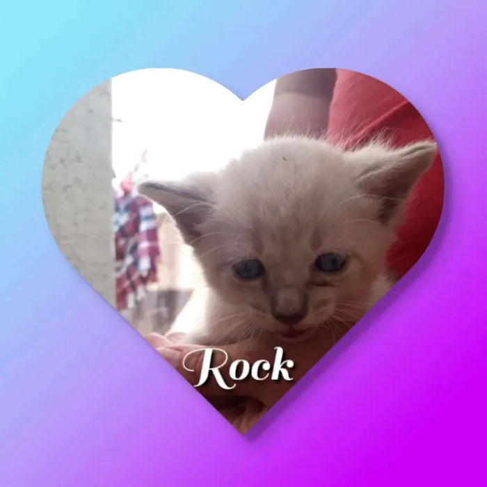 Gato ra a Siamês  idade Abaixo de 2 meses nome Rock
