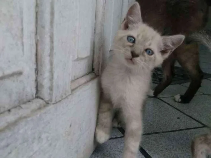 Gato ra a Siamês  idade Abaixo de 2 meses nome Rock