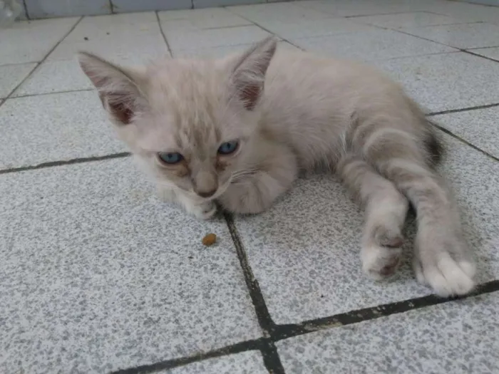 Gato ra a Siamês  idade Abaixo de 2 meses nome Rock