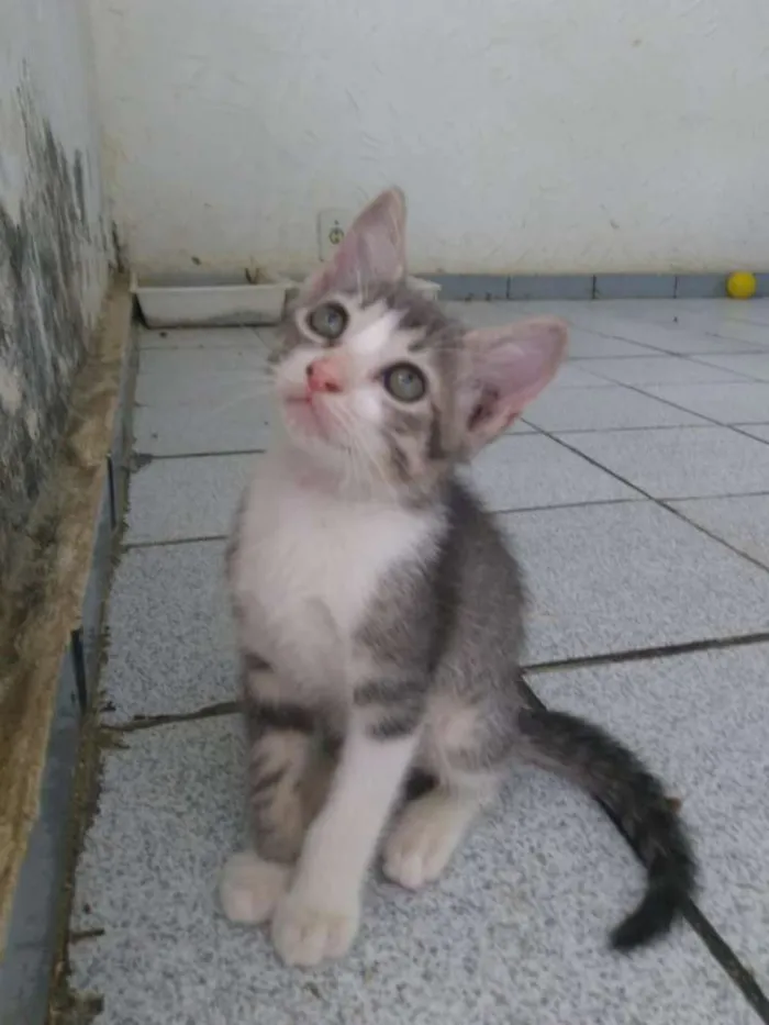 Gato ra a Siamesa  idade Abaixo de 2 meses nome Shakira