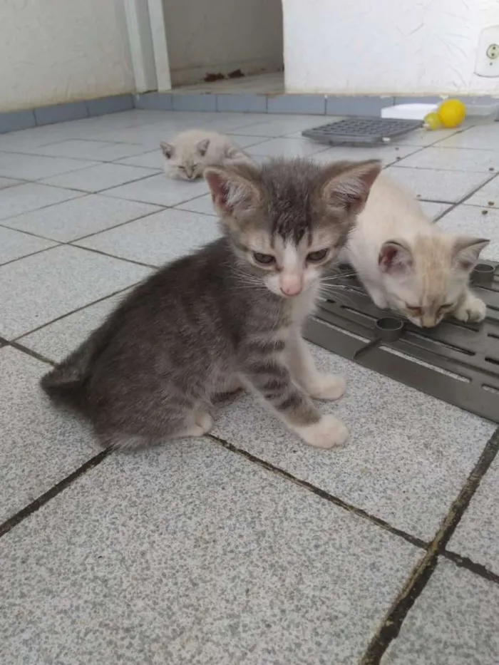 Gato ra a Siamesa  idade Abaixo de 2 meses nome Shakira