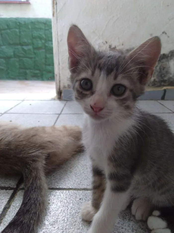 Gato ra a Siamesa  idade Abaixo de 2 meses nome Shakira
