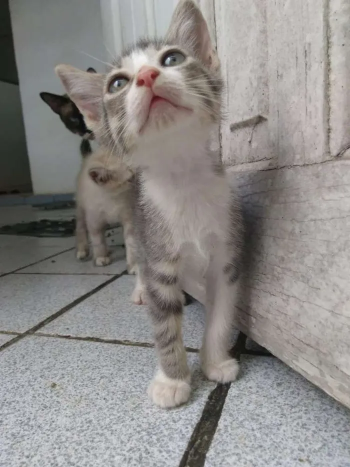 Gato ra a Siamesa  idade Abaixo de 2 meses nome Shakira