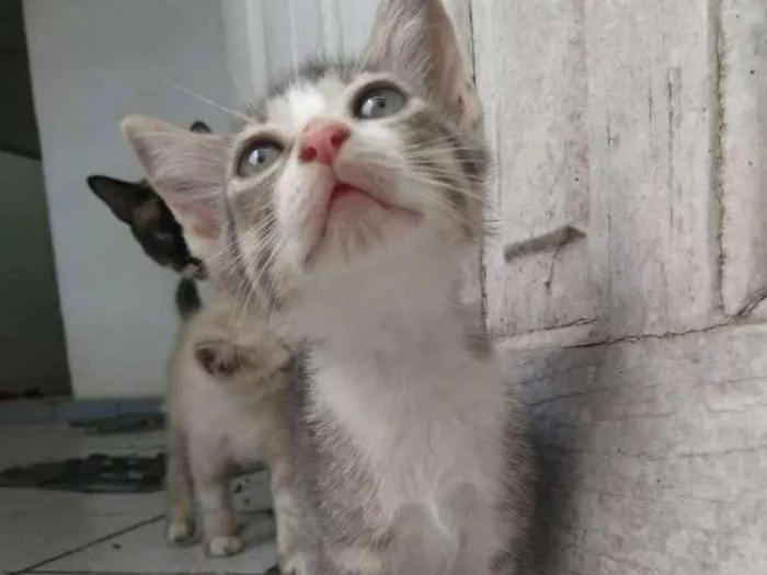 Gato ra a Siamesa  idade Abaixo de 2 meses nome Shakira