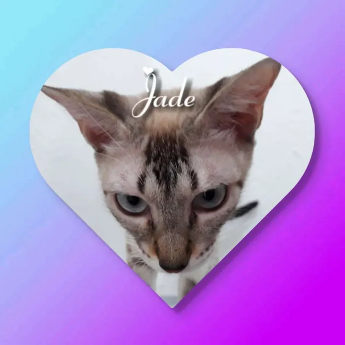 Gato ra a Siames idade 7 a 11 meses nome Jade