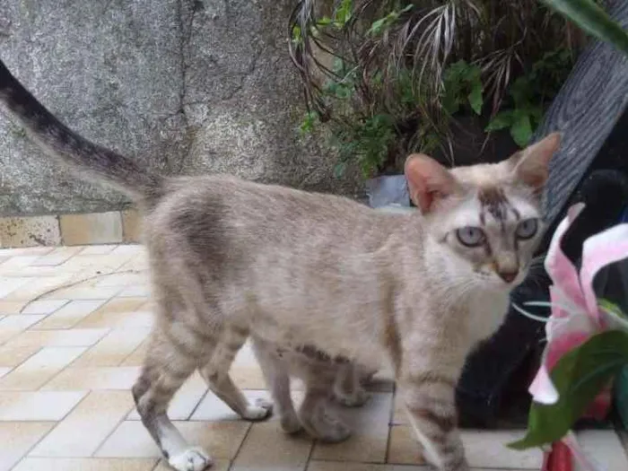 Gato ra a Siamesa  idade 7 a 11 meses nome Jade