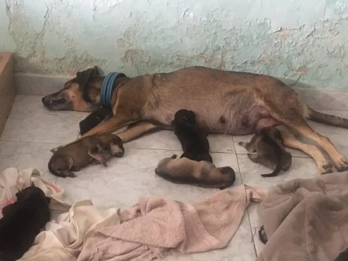 Cachorro ra a SRD idade Abaixo de 2 meses nome Filhotes de Ninfa