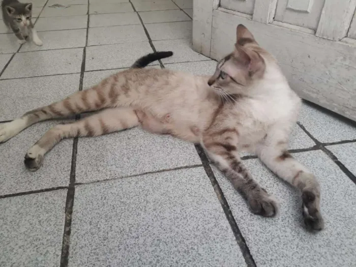 Gato ra a Siamesa  idade 7 a 11 meses nome Jade