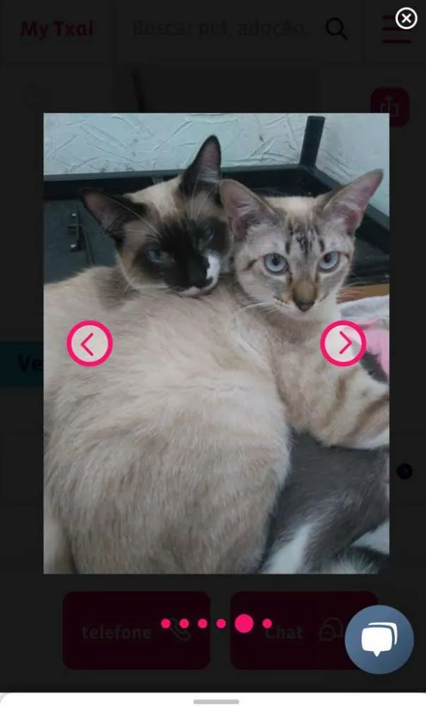 Gato ra a Siamesa  idade 7 a 11 meses nome Jade