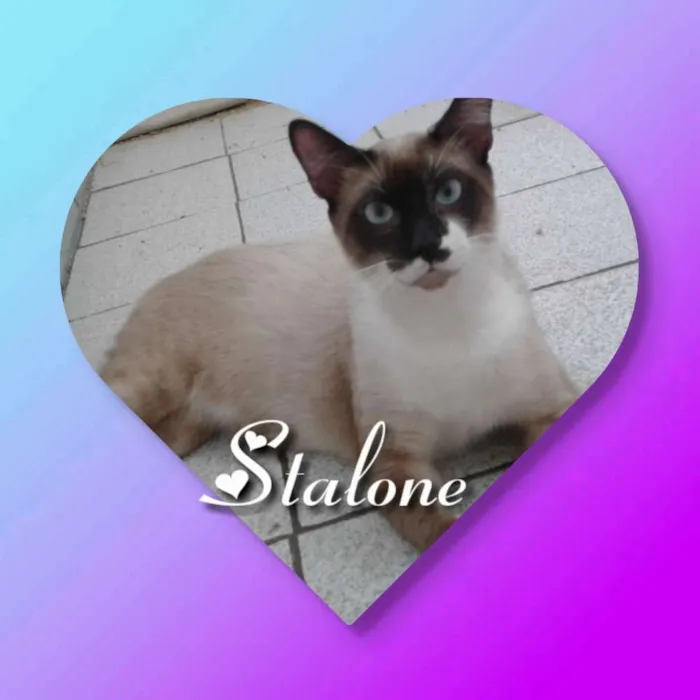 Gato ra a Siamês mestiço  idade 7 a 11 meses nome Stalone