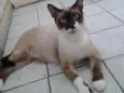 Stalone