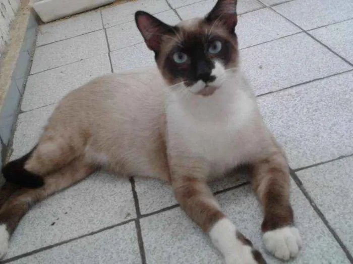 Gato ra a Siamês mestiço  idade 7 a 11 meses nome Stalone