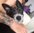 Chico