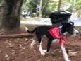 Chico