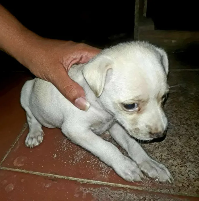Cachorro raça ND idade Abaixo de 2 meses nome Filhote fêmea 