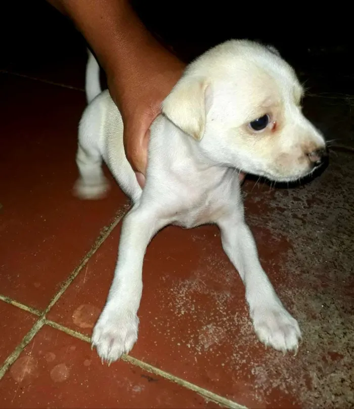Cachorro raça ND idade Abaixo de 2 meses nome Filhote fêmea 