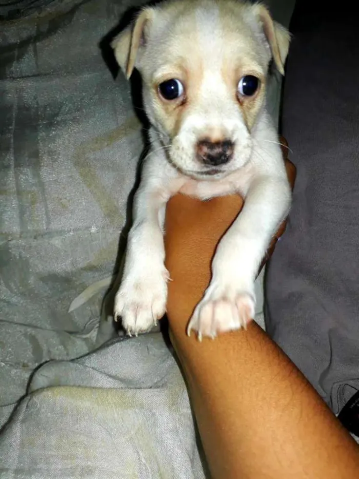 Cachorro raça ND idade Abaixo de 2 meses nome Filhote fêmea 