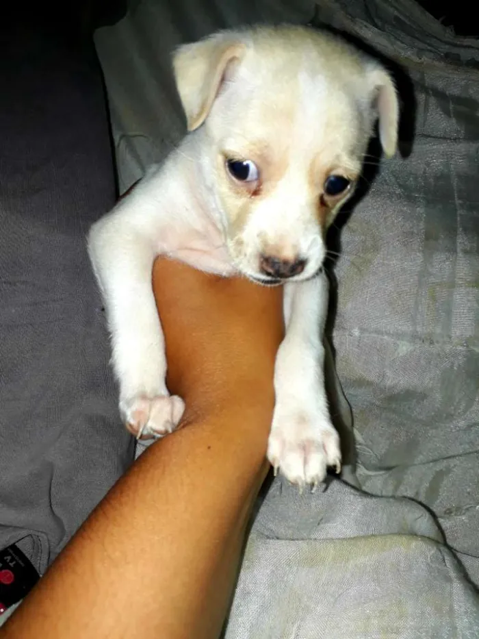 Cachorro raça ND idade Abaixo de 2 meses nome Filhote fêmea 