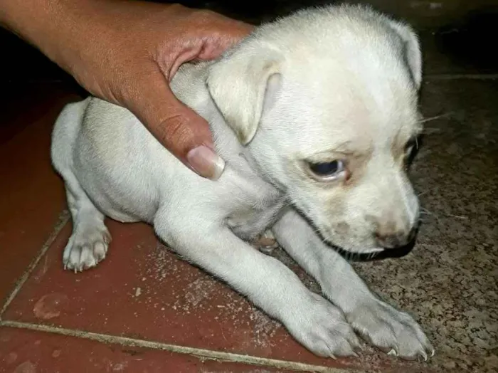 Cachorro raça ND idade Abaixo de 2 meses nome Filhote fêmea 