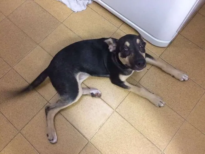 Cachorro ra a SRD idade 2 a 6 meses nome Lexa