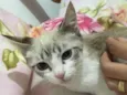 Gato raça Siamês  idade 2 a 6 meses nome Sofonias 