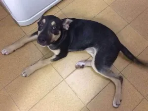 Cachorro raça SRD idade 2 a 6 meses nome Lexa