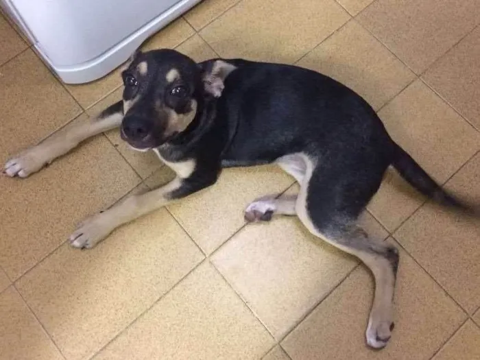 Cachorro ra a SRD idade 2 a 6 meses nome Lexa
