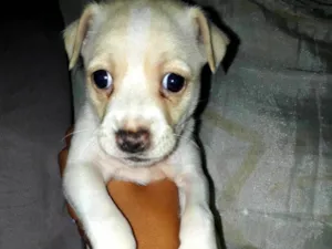 Cachorro raça ND idade Abaixo de 2 meses nome Filhote fêmea 