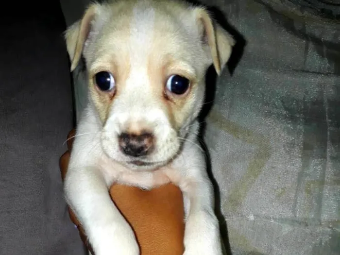 Cachorro raça ND idade Abaixo de 2 meses nome Filhote fêmea 