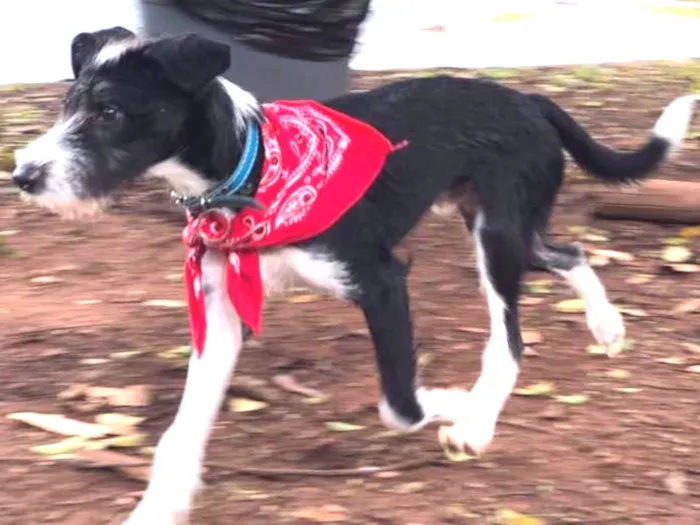 Cachorro ra a Sem raça definida  idade 7 a 11 meses nome Chico