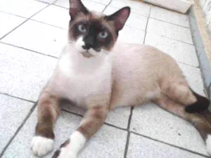 Gato raça Siamês mestiço  idade 7 a 11 meses nome Stalone
