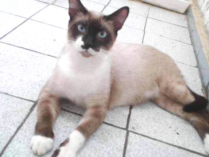Gato ra a Siamês mestiço  idade 7 a 11 meses nome Stalone