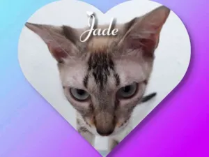 Gato raça Siamesa  idade 7 a 11 meses nome Jade
