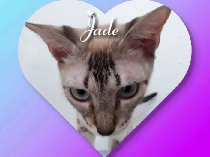 Gato ra a Siamesa  idade 7 a 11 meses nome Jade