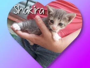 Gato raça Siamesa  idade Abaixo de 2 meses nome Shakira