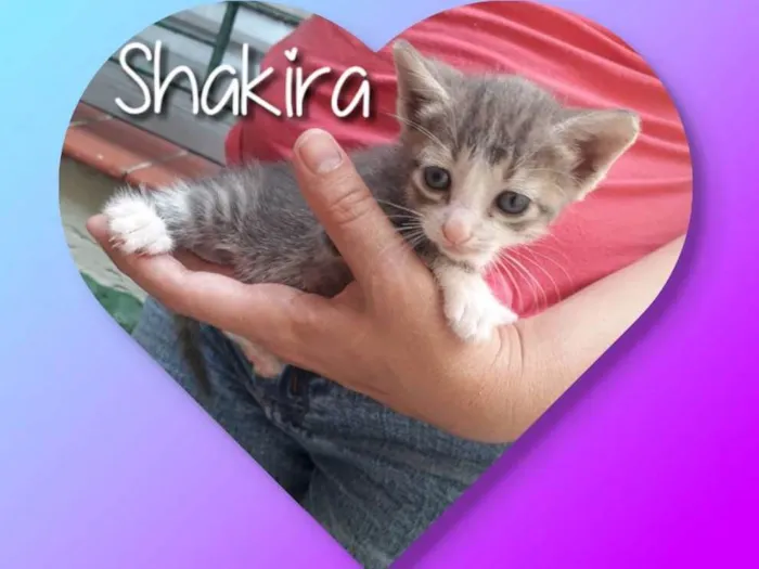 Gato ra a Siamesa  idade Abaixo de 2 meses nome Shakira