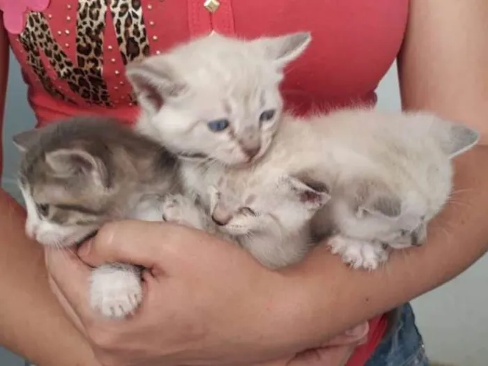 Gato ra a Siamês  idade Abaixo de 2 meses nome Rock