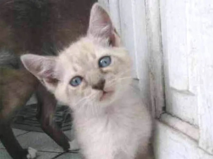Gato ra a Siamês  idade Abaixo de 2 meses nome Rock