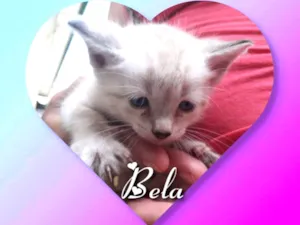 Gato raça Siamesa  idade Abaixo de 2 meses nome Bela