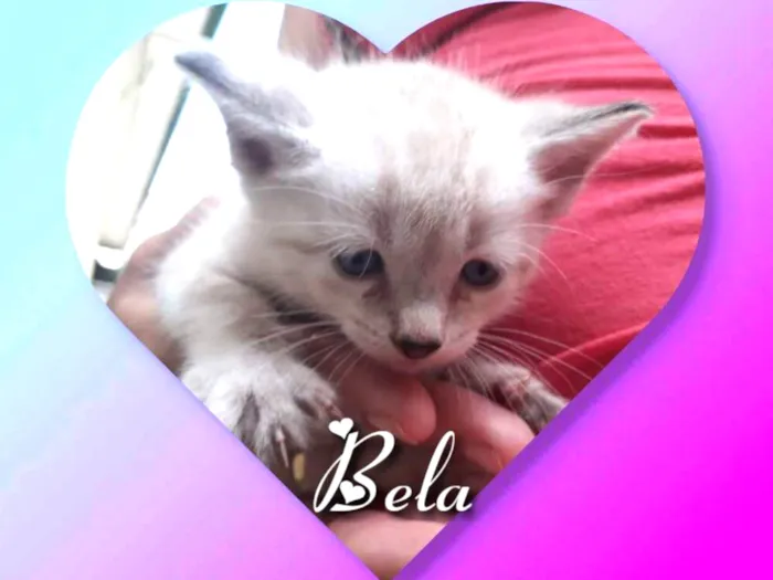 Gato ra a Siamesa  idade Abaixo de 2 meses nome Bela