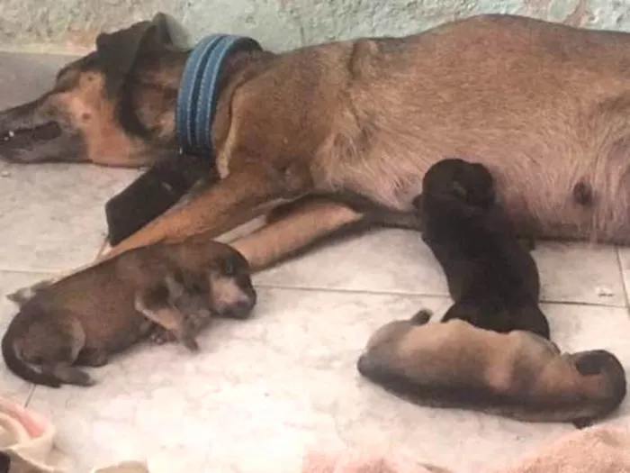 Cachorro ra a SRD idade Abaixo de 2 meses nome Filhotes de Ninfa