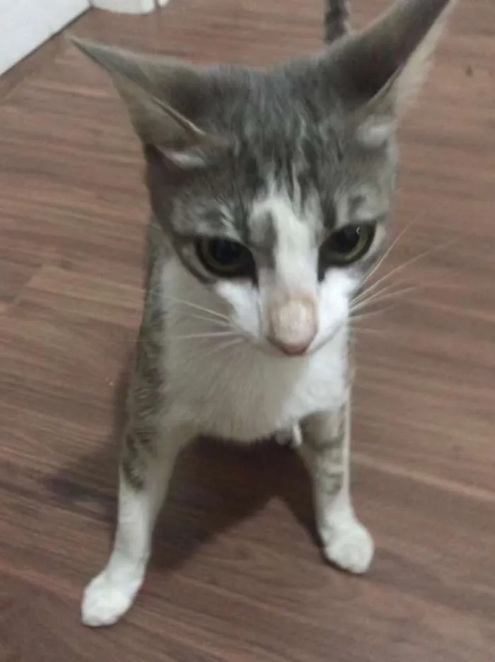 Gato ra a  idade 2 a 6 meses nome Desconhecido