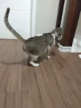 Desconhecido
