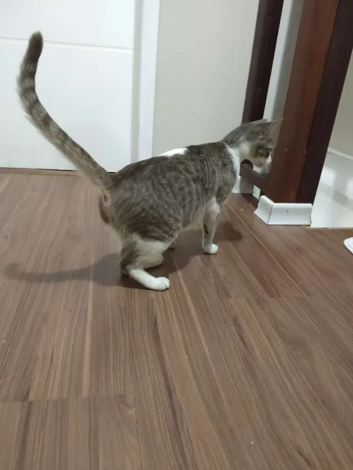 Gato ra a  idade 2 a 6 meses nome Desconhecido