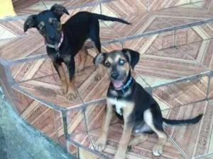 Cachorro raça Viralata idade 2 a 6 meses nome Anita e Mec