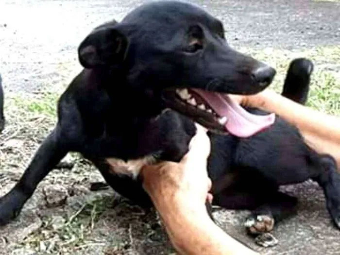 Cachorro ra a  idade 7 a 11 meses nome Tina ou Teka