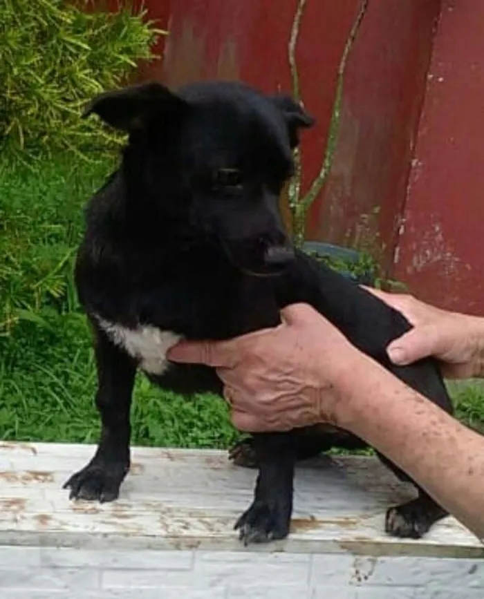 Cachorro ra a  idade 7 a 11 meses nome Tina ou Teka