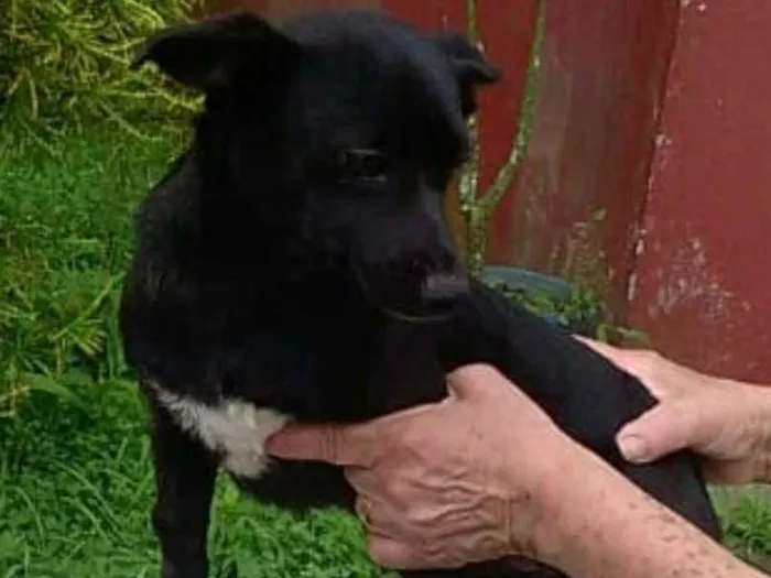 Cachorro ra a  idade 7 a 11 meses nome Tina ou Teka